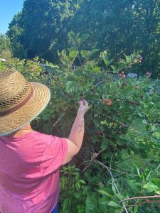 older woman in straw hat picking summer blueberries