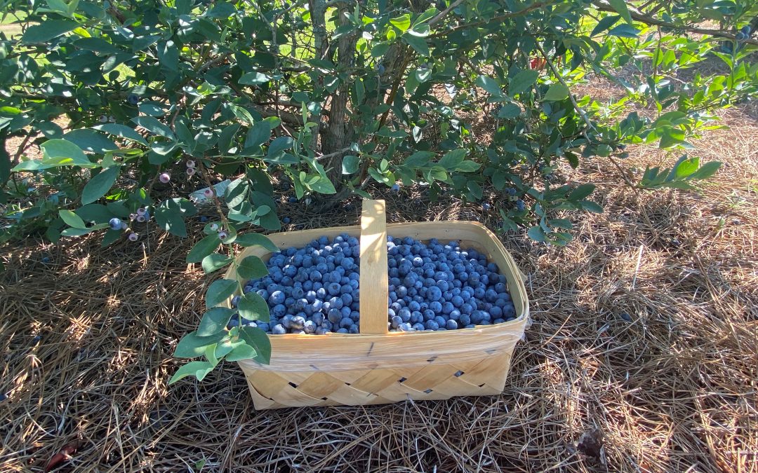 A Berry for Your Thoughts? 5 Benefits of Blueberries and 3 Recipes