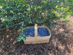 large basket of fresh-picked blueberries